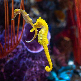 conservation1-aquariumdemontreal
