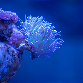 Petit corail bleu